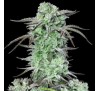 Полуничний Банан (Auto.Fem.) 1 шт. (лімітована серія!) / Strawberry Banana 2026 